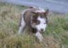 ilovelula8weeksold4_small.jpg