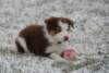 ilovelula8weeksold6_small.jpg