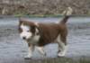 ilovelula8weeksold_small.jpg