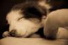 ilovelula8weeksoldinnewhome_small.jpg