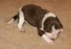 ilovelula9daysold_small.jpg