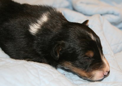 ilovemikie14daysold2.jpg