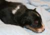 ilovemikie14daysold2_small.jpg