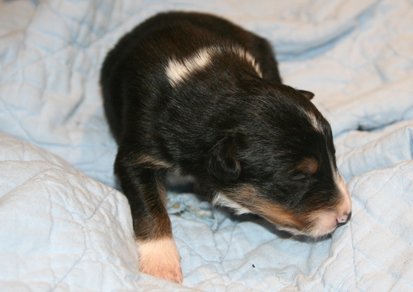 ilovemikie14daysold3.jpg