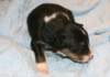 ilovemikie14daysold3_small.jpg
