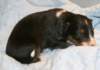 ilovemikie14daysold4_small.jpg