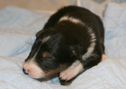 ilovemikie14daysold5.jpg