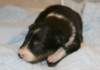 ilovemikie14daysold5_small.jpg