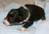 ilovemikie14daysold6_small.jpg