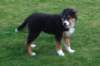 ilovemikie14weeksold6_small.jpg