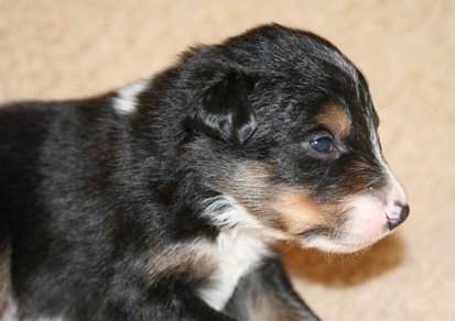 ilovemikie19daysold2.jpg