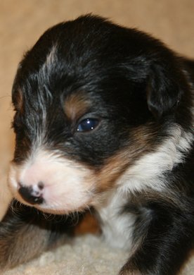 ilovemikie19daysold5.jpg