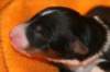 ilovemikie1dayold3_small.jpg