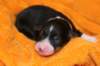 ilovemikie1dayold4_small.jpg