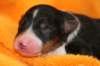 ilovemikie1dayold_small.jpg
