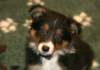 ilovemikie8weeksold7_small.jpg