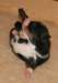 ilovemikie9daysold3_small.jpg