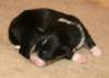 ilovemikie9daysold_small.jpg