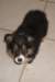 ilovemikie9weeksold_small.jpg