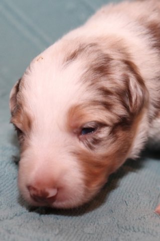 jollyvicky13daysold.jpg