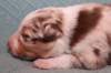jollyvicky13daysold2_small.jpg