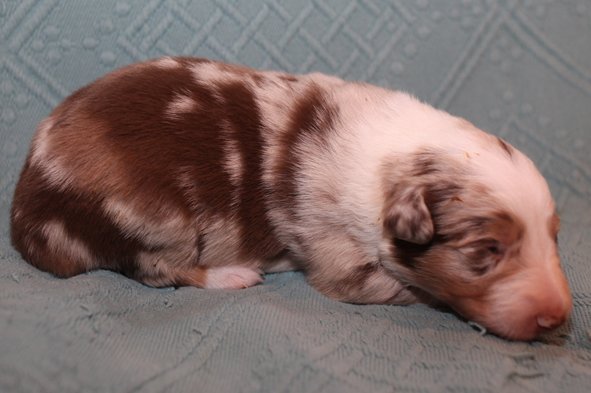 jollyvicky13daysold5.jpg