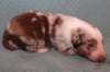 jollyvicky13daysold5_small.jpg