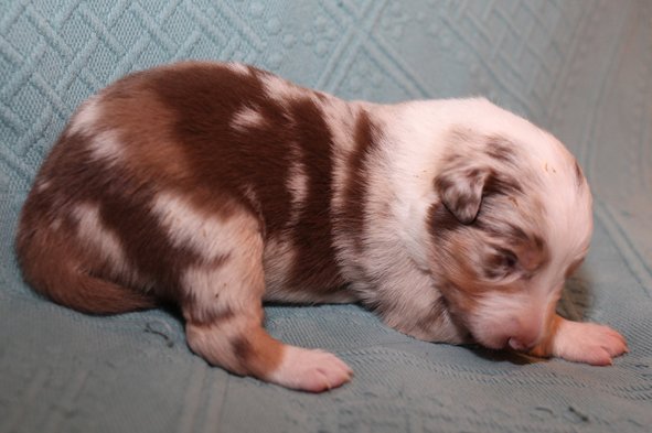 jollyvicky13daysold7.jpg