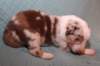 jollyvicky13daysold7_small.jpg