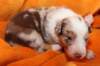 jollyvicky18daysold2_small.jpg
