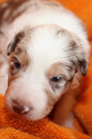 jollyvicky18daysold3.jpg