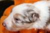 jollyvicky18daysold5_small.jpg