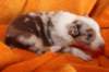 jollyvicky18daysold_small.jpg