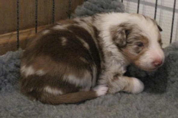 jollyvicky21daysold.jpg