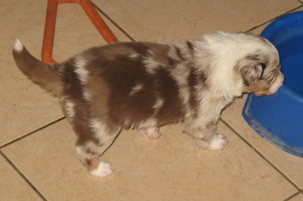 jollyvicky21daysold3.jpg
