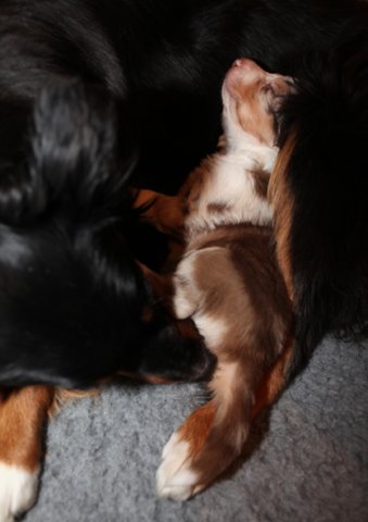 jollyvicky22daysold.jpg