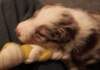 jollyvicky22daysold2_small.jpg