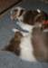 jollyvicky25daysoldhoney_small.jpg