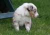 jollyvicky26daysold2_small.jpg