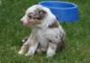 jollyvicky26daysold3_small.jpg