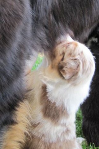 jollyvicky28daysold.jpg