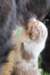 jollyvicky28daysold_small.jpg