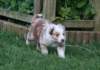 jollyvicky39daysold_small.jpg