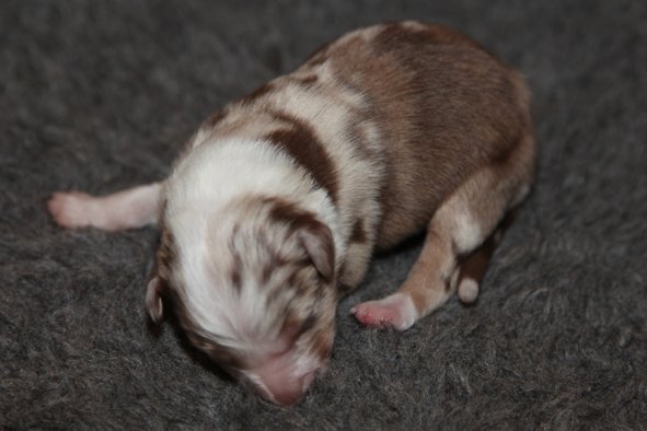 jollyvicky3daysold2.jpg