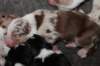 jollyvicky3daysold_small.jpg
