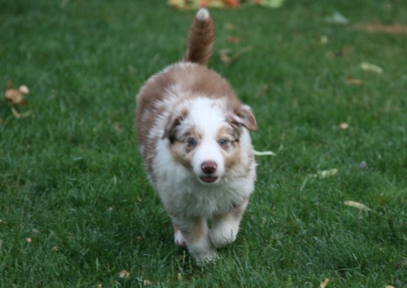 jollyvicky45daysold.jpg