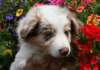 jollyvicky55daysold_small.jpg