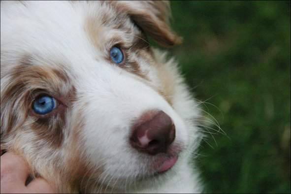 jollyvicky8weeksold.jpg