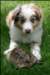 jollyvicky8weeksoldnewfriend_small.jpg