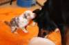 joyjollyvicky18daysold_small.jpg